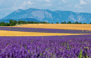 Fototapeta premium Picturesque lavender field and oat field. France. Provence. Plateau Valensole.