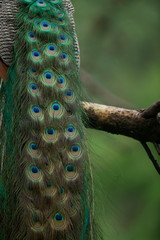 Obraz premium Peacock Feathers only, India