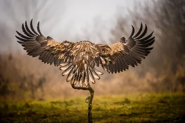 Zelfklevend Fotobehang Isolated white tailed eagle with fully open wings © Reto