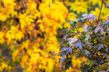 Close up view of a branch of a tree with colorful reddish-green leaves with drops of dew, against a background of blurred yellow autumn tree.