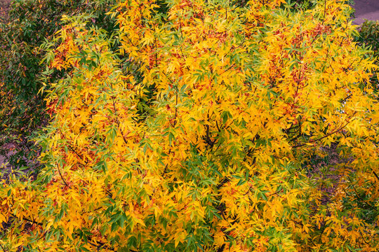 Change the color of the leaves in early autumn. Crown and branches with leaves of autumn tree painted in different colors green, yellow, orange, red and brown.