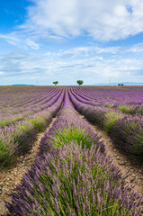 Fototapeta na wymiar Picturesque lavender field and oat field against a bright blue sky. France. Provence. Plateau Valensole.