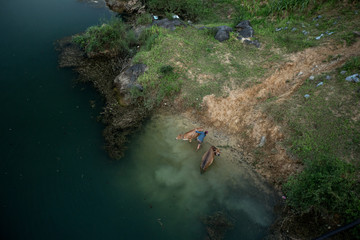 Woman washes cows in the river