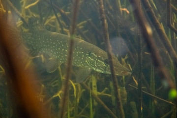 Underwater shot of the Northern pike fish