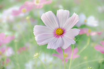 Beautiful pink-purple cosmos in flowers. With a blurred background.