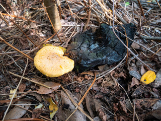 wild mushroom in natural environment grown on coal