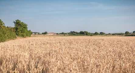 wheat field matured just before the harvest