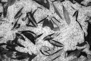 The first autumn frosts, ice on puddles.