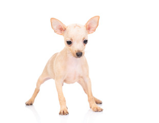 The puppy of that terrier is standing. Isolated on a white background