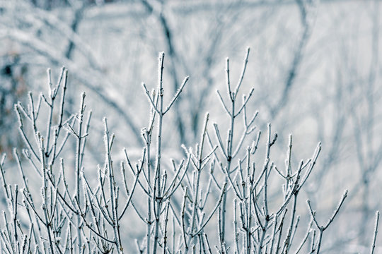 Close up view of bare tree branches with needle frost on it. Winter background. Very cold weather. Frozen bare branches of trees.