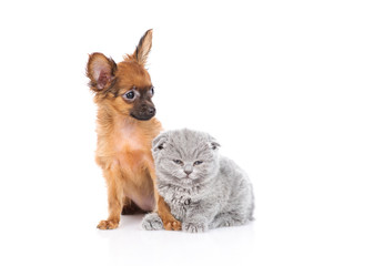 A Scot kitten and a toy terrier puppy are sitting nearby. Isolated on a white background