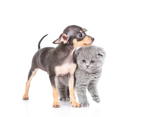 A Scottish breed kitten and a toy terrier puppy are standing nearby. Isolated on a white background