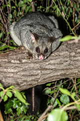 Common Brushtail Possum in a garden tree