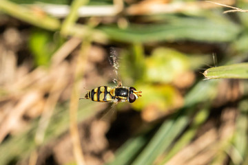 Common Hover Fly in the grass