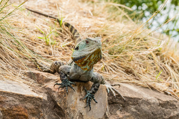 Gippsland Water Dragon near Sullivans Creek