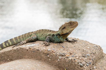 Gippsland Water Dragon near Sullivans Creek