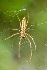 Long-jawed spider in its web consuming prey over Sullivans Creek
