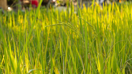 Green rice fields that are going to be yellow in Thailand