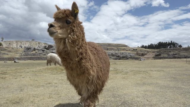 Brown furry alpaca walking and looking around at ancient Inca city ruins of Sacsayhuaman near Cusco, Peru