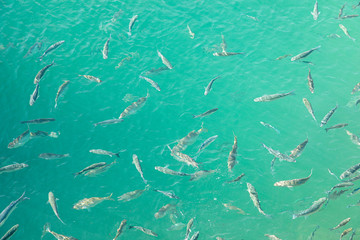 Shoal of fish in seawater, many sea fishes top view, free in the sea, sea fishes on the water surface, on the surface of the sea water aquamarine azure reflection turquoise blue abstract background
