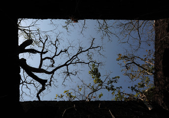 Intertwined thick branches against the blue sky, view from below. Crowns of trees over the stone walls of old Fort in India. Square shape, abstract background.