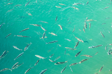Shoal of fish in seawater, many sea fishes top view, free in the sea, sea fishes on the water surface, on the surface of the sea water aquamarine azure reflection turquoise blue abstract background