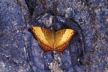 The Cruiser feeding on a dead tortoise.
