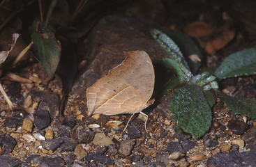 The Evening Brown in its dry season form, when its markings fade away