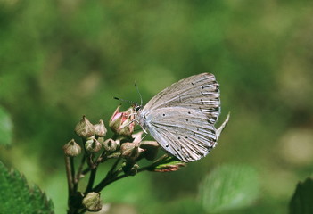 The Common Hedge Blue, feeding on Rubus (berry) flowers.