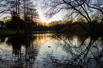 Obraz premium Sunset in a dark forest. Old tree in a lake into a forest with sunset in background. Odense. Denmark