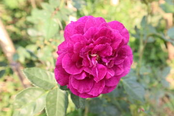 pink flower in the garden
