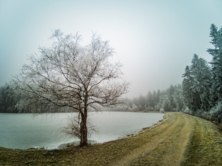 Frozen lake landscape with forest in winter - Frost on trees and grass