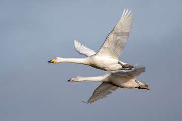 Whooper Swan Flying