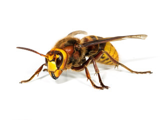 European Queen Hornet - Vespa crabro