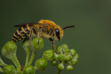 Male Ivy Bee - Colletes hederae