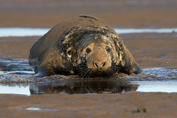 Male Atlantic Grey Seal (Halichoerus grypus) on a beach in pupping season