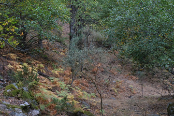Forest with dry ferns in yellow and ocher colors, La Herrería forest, El Escorial, Madrid, Spain