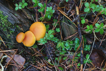 Deep yellow mushrooms with green vegetation next to the roots of a tree