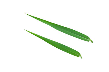The grass on the white background,isolated