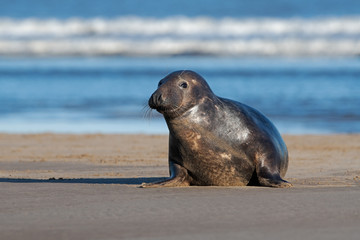 Female Atlantic Grey Seal (Halichoerus grypus) on the beach in pupping season