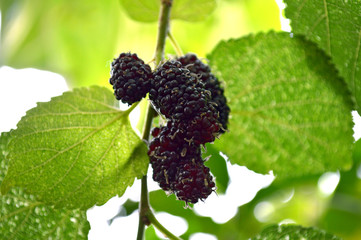 Mulberry fruit (Morus sp.) from Central of Thailand