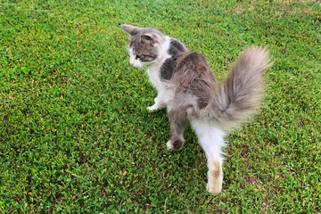 street kitten walks alone on the grass