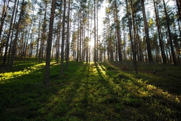 Obraz premium Karelia