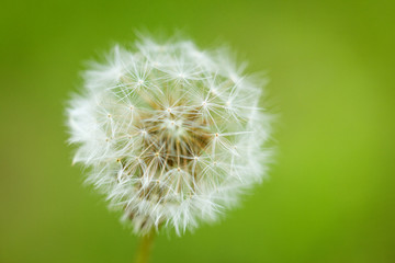 large white dandelion on a green background soft focus