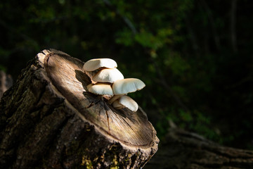 poplar mushroom in natural environment. an excellent edible mushroom. Cyclocybe aegerita,  Agrocybe cylindracea, Agrocybe aegerita