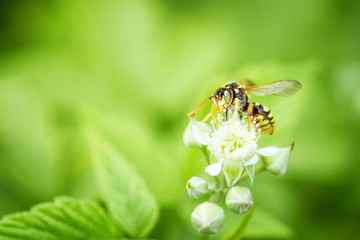 a wasp sits on a raspberry flower