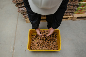 warehouse worker holds walnuts in his hand on a background of bags of nuts