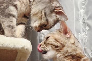 お話し中の猫アメリカンショートヘアー