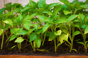 Close-up of tomato seedlings in a wooden box