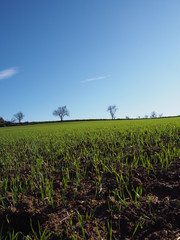 green field texture with trees
